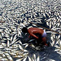 Photo of man with dead fish